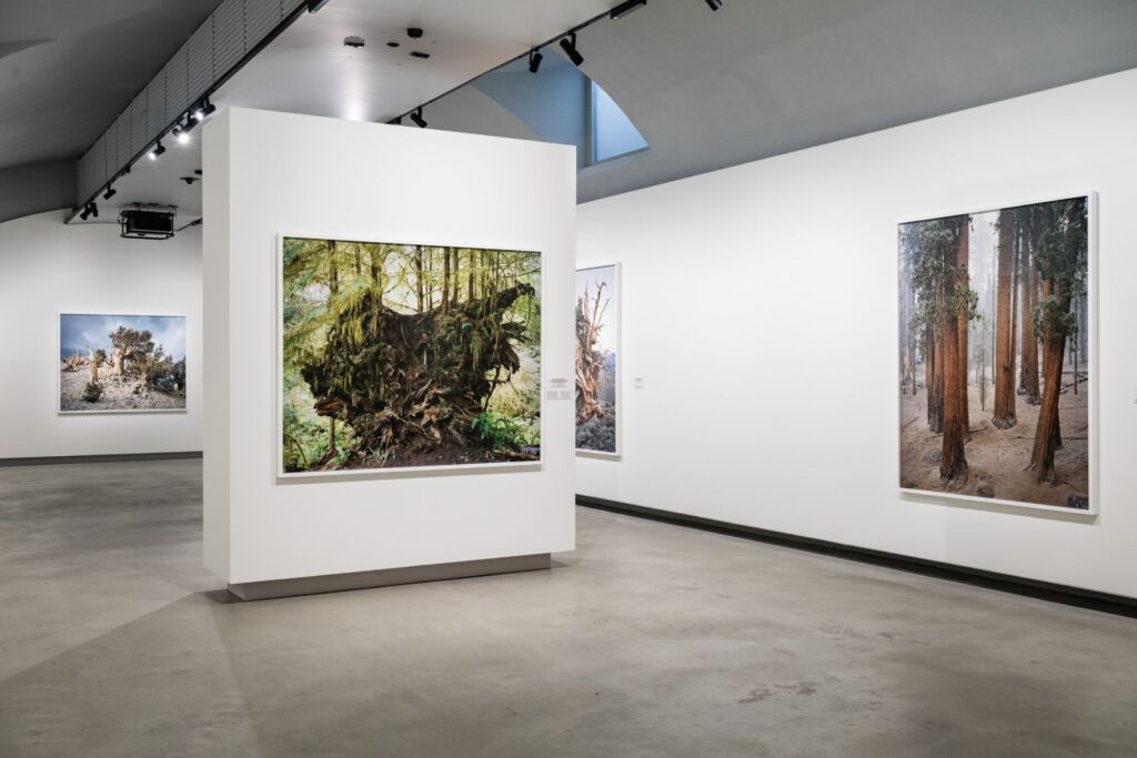 MITCH EPSTEIN. NATURA AMERICANA Gallerie d’Italia – Torino